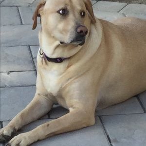 Meet your Posher, Sally